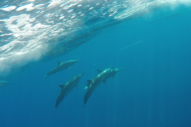 Half Day Snorkel to Lanai from Kaanapali Beach + Dolphin Search - Dolphin search and whale season: spinner pods and humpback luck