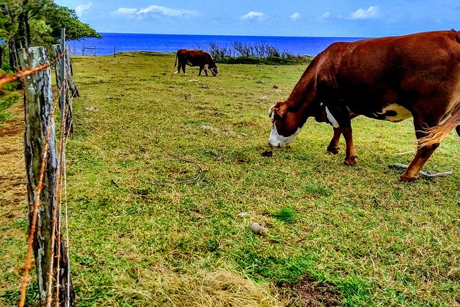 Halfway to Hana Tour of Maui Black Sand Beach Waterfalls Turtles - Kaumahina and Wailua Valley: quick viewpoints that feel like Jurassic Park