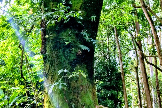 Halfway to Hana Tour of Maui Black Sand Beach Waterfalls Turtles - Honomanu black-pebble beach: a secluded off-road moment in an SUV