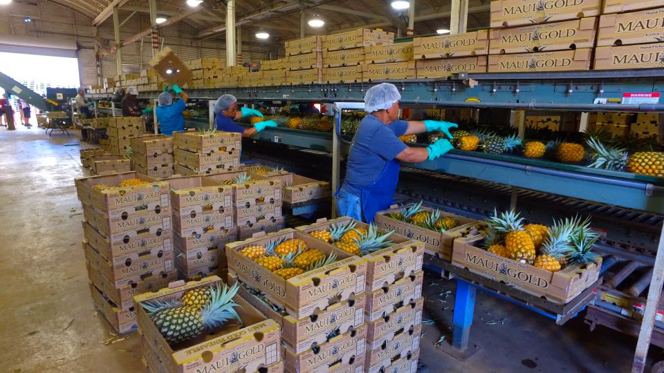 Hali'imaile: Pineapple Farm Tour - Key highlights worth penciling in