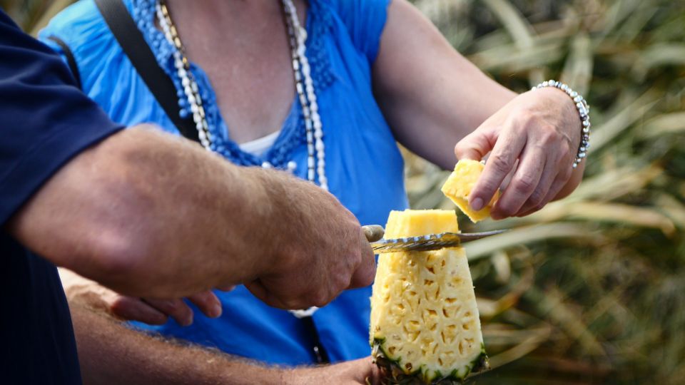 Hali'imaile: Pineapple Farm Tour - Upcountry Hali’imaile: seeing Maui Gold grow