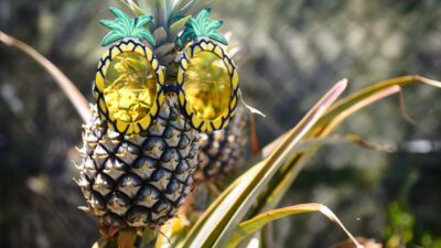 Hali'imaile: Pineapple Farm Tour - Getting there and what 1.5 hours really covers