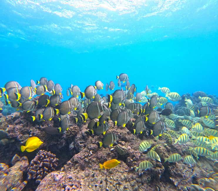 Hanauma Bay Guided Snorkel Tour with guaranteed entrance - Should you book this guaranteed-entrance guided snorkel?