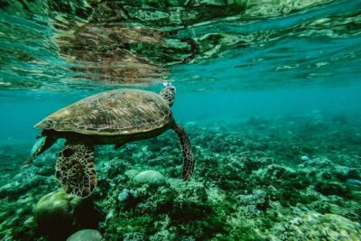 Hanauma Bay Snorkel - Entering the Nature Preserve: The Video and the Park Rules