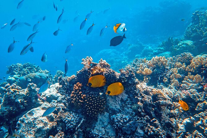 Hanauma Bay Snorkel - Shore Snorkeling Without a Boat or Guide: How to Make It Work