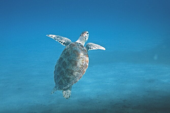 Hanauma Bay Snorkel - Timing and What the 4 Hours Feels Like in Real Life