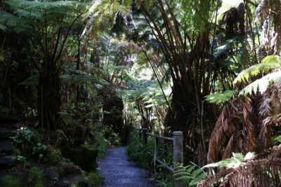 Hawaii Volcanoes National Park Experience From the Big Island - Manuka State Wayside Park: a short nature trail break on Highway 11