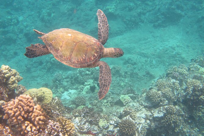 Hawaiian Canoe Sailing Experience in Maui - Value and Inclusions: Why It Feels Worth It