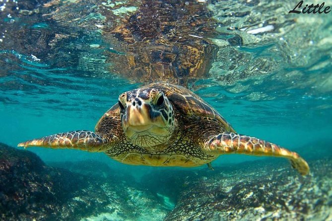 Hawaiian Outrigger Canoe Cultural and Turtle Tour - Where This Wailea Outrigger Tour Really Shines: Canoe + Culture