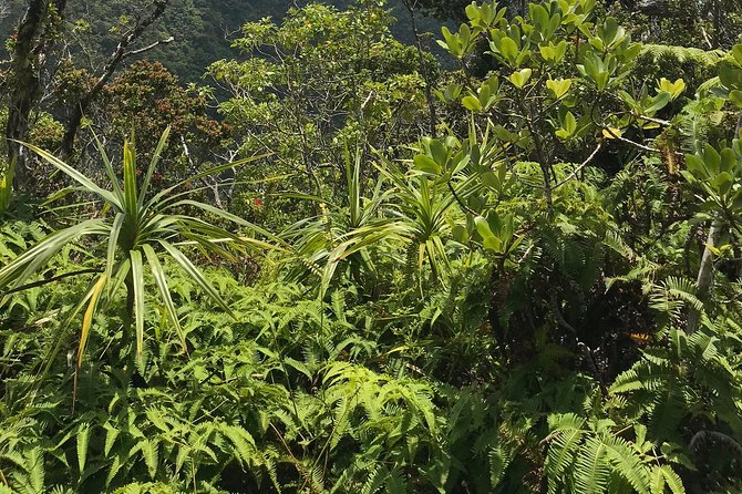 Hike Honolua Ridgeline - The 2-mile Honolua Ridgeline walk: pace, shade, and footing