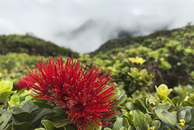 Hike Honolua Ridgeline - Lookouts, native trees, and invasive species talk that makes sense