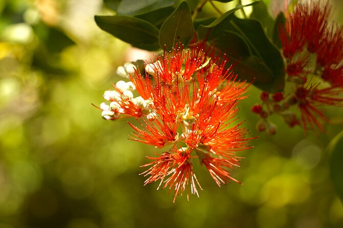 Hike Honolua Ridgeline - Learning about Maui water: why the Puʻu Kukui story matters on the trail