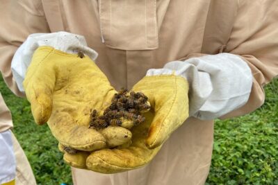 Honey Bee Adventure at the Maui Honey Bee Sanctuary - Live Hive Time: Suits, Frames, and Seeing the Work Up Close