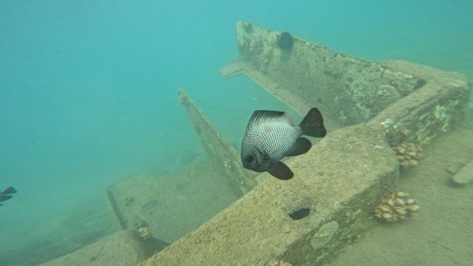 Honolulu: Beginner Scuba Diving Tour With Free Videos - Your guided underwater time: what you’ll actually see