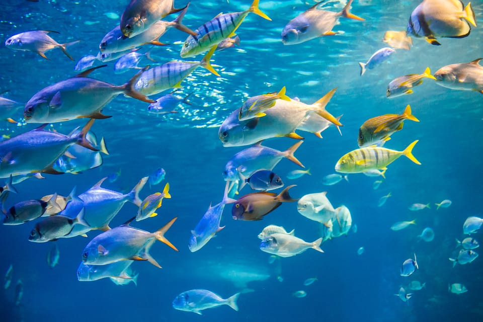 Honolulu: Glass Bottom Boat Tour along Oahu's South Shore - What the Glass Viewports Show Beneath You