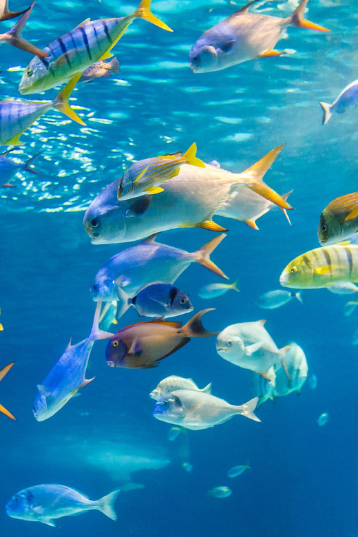 Honolulu: Glass Bottom Boat Tour along Oahu's South Shore - Guides Who Make It More Than Just a Boat Ride