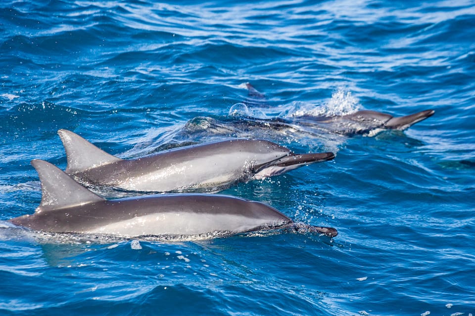 Honolulu: Glass Bottom Boat Tour along Oahu's South Shore - Who Should Book This South Shore Glass-Bottom Tour?