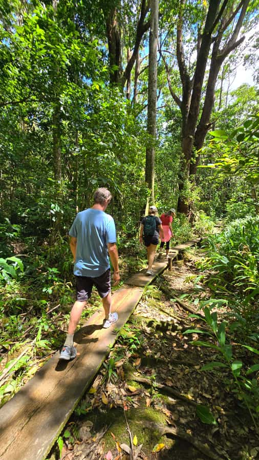 Honolulu: Hawaiian Volcanic Rainforest Hike - Quick hits before you go