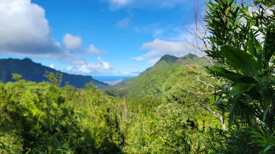 Honolulu: Hawaiian Volcanic Rainforest Hike - First step: getting picked up for a Ko‘olau nature escape