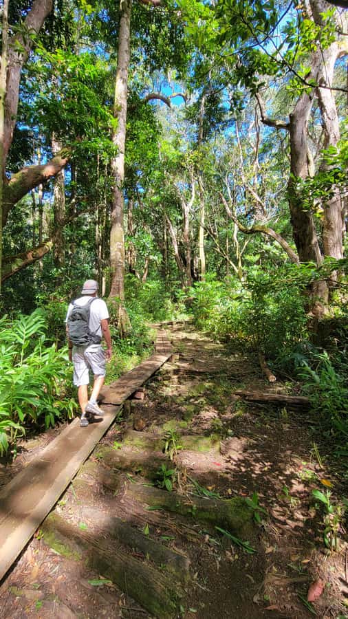 Honolulu: Hawaiian Volcanic Rainforest Hike - Exploring native forest and rare plant life up close