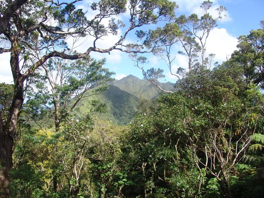 Honolulu: Hawaiian Volcanic Rainforest Hike - Ko‘olau high point vibes: seeing Konahuanui and Mt. Ka‘ala in the same day