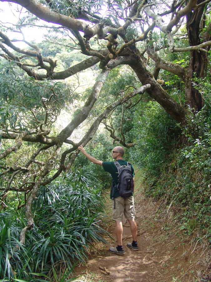 Honolulu: Hawaiian Volcanic Rainforest Hike - What the guides do well (and why it matters on this hike)