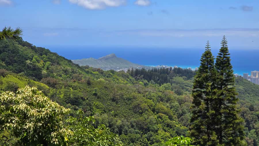 Honolulu: Hawaiian Volcanic Rainforest Hike - Price and value: is $90 worth a 3-hour rainforest hike?