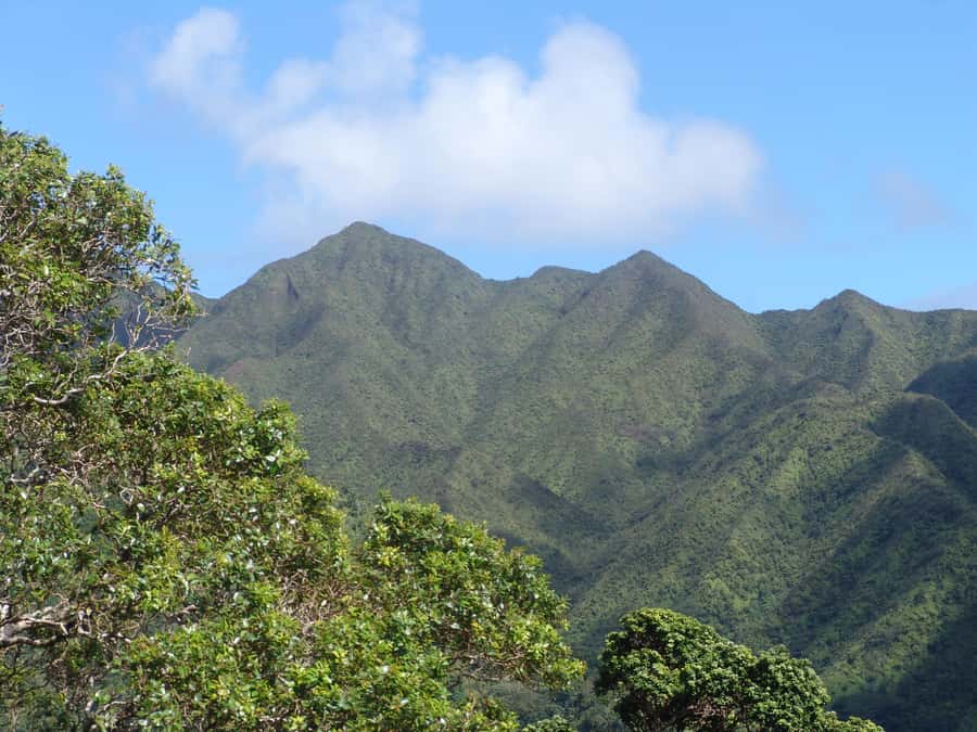 Honolulu: Hawaiian Volcanic Rainforest Hike - Who should book this hike—and who should skip it