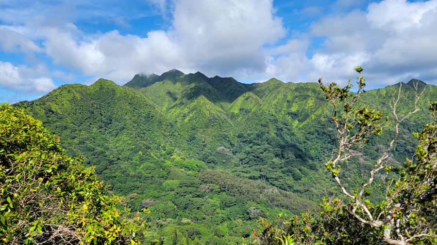 Honolulu: Hawaiian Volcanic Rainforest Hike - The rainforest hike: what the 600-foot climb really feels like