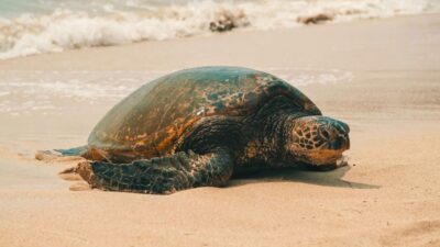 Honolulu: Highlights of Oahu Small Group Tour - Hanauma Bay, blowholes, and Sandy Beach: the scenery plus the caution