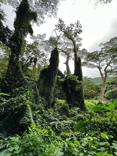 Honolulu: Highlights of Oahu Small Group Tour - Farms, islets, and movie sets: the fun details you’ll remember