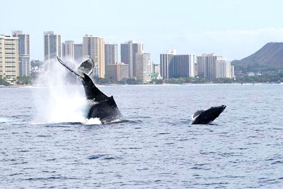 Honolulu, Oahu: Waikiki Whale Watching Cruise - Quick hits before you go