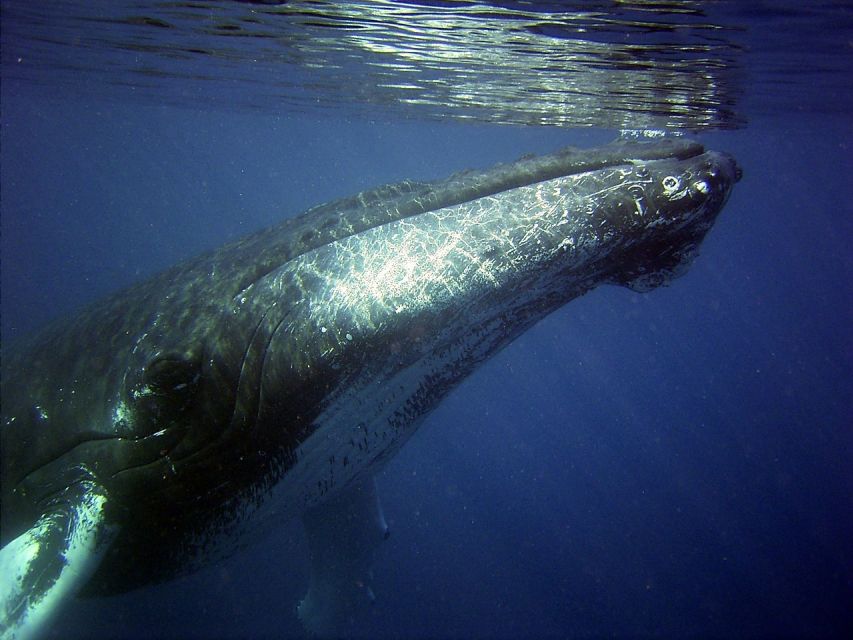 Honolulu, Oahu: Waikiki Whale Watching Cruise - Ocean Intrigue catamaran: your big-view entry to Waikiki humpbacks