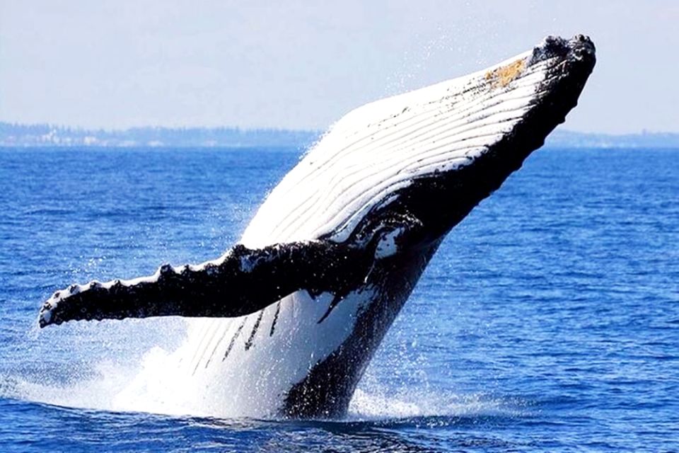 Honolulu, Oahu: Waikiki Whale Watching Cruise - Comfort and safety on the Ocean Intrigue (plus sea-sickness reality)
