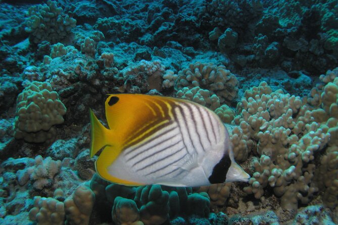 Intro/Refresher Dive Swim Ability Required - Your instructors: patient teaching beats nerves