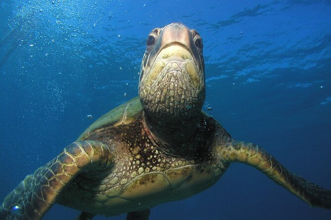 Intro/Refresher Dive Swim Ability Required - Where the value shows up underwater: sea life you can actually enjoy