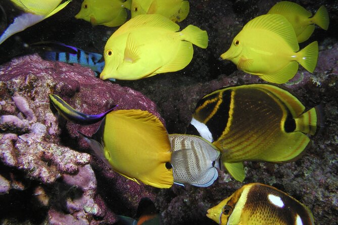 Intro/Refresher Dive Swim Ability Required - The important after-scuba rule you must not ignore