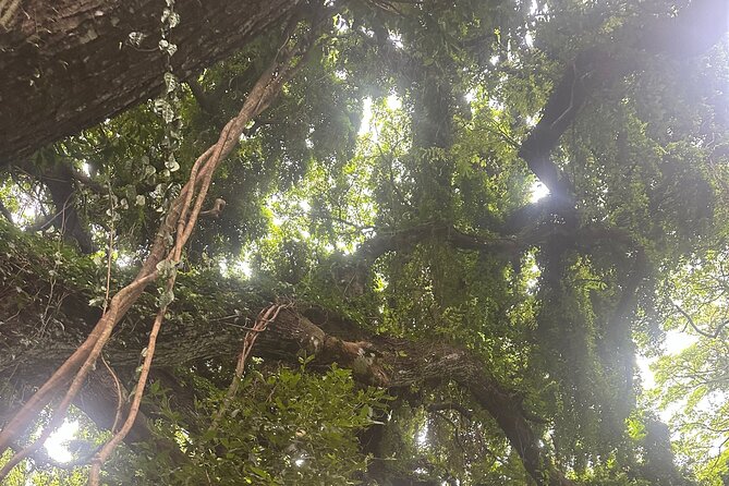 Island of Maui Customized Half Day Tour - Who this tour fits best (and who should skip it)