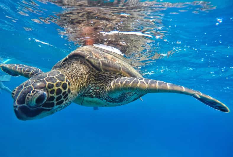 Ka'anapali Beach: Coral Reef Snorkel and Turtle Spotting - Key points before you go
