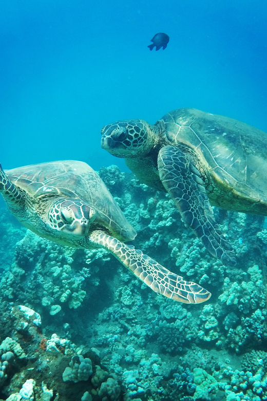 Ka'anapali Beach: Coral Reef Snorkel and Turtle Spotting - Kaanapali Turtle Snorkel in 150 Minutes: Why It Works