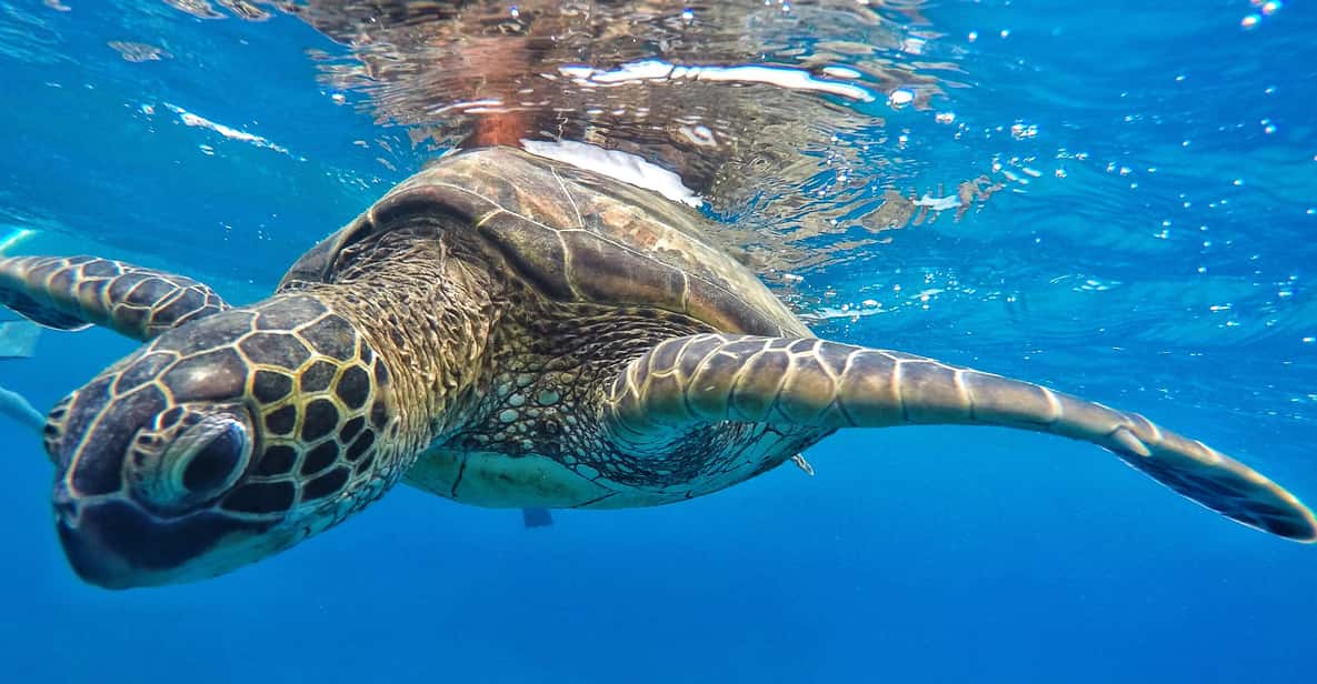 Ka'anapali Beach: Coral Reef Snorkel and Turtle Spotting - Open Bar on the Return Cruise: A Nice Reset After the Reef