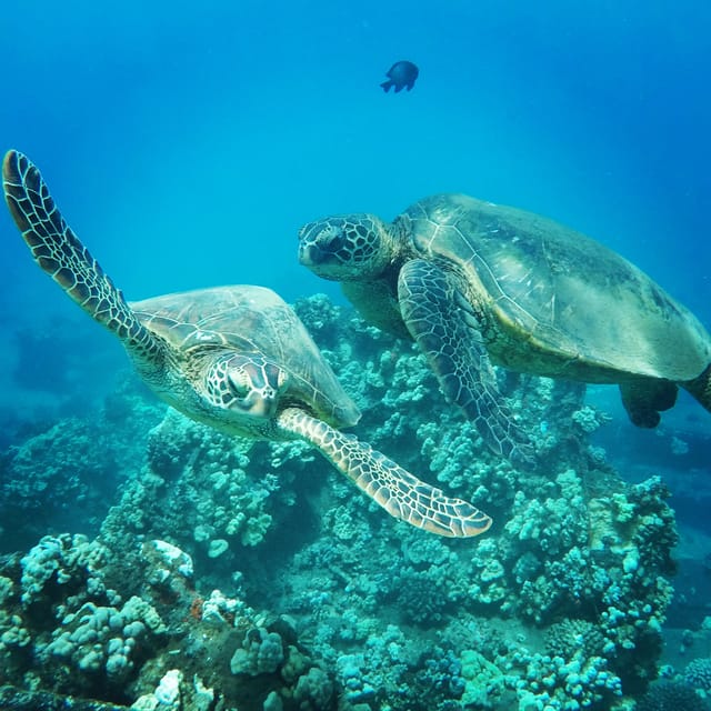 Ka'anapali Beach: Coral Reef Snorkel and Turtle Spotting - Price and Value: Is $134 Worth It for a Short Maui Snorkel?