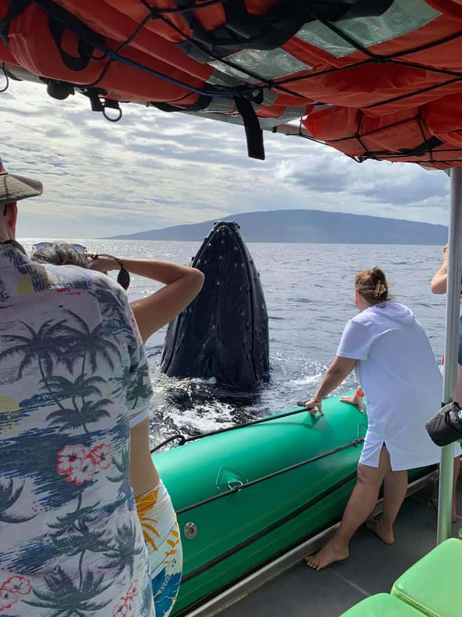 Ka'anapali: Whale Watching Boat Tour - Why the Naturalists Matter More Than You Think