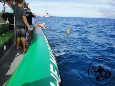 Ka'anapali: Whale Watching Boat Tour - The Real Star: Humpback Whales Up Close (and How the Crew Treats Them)