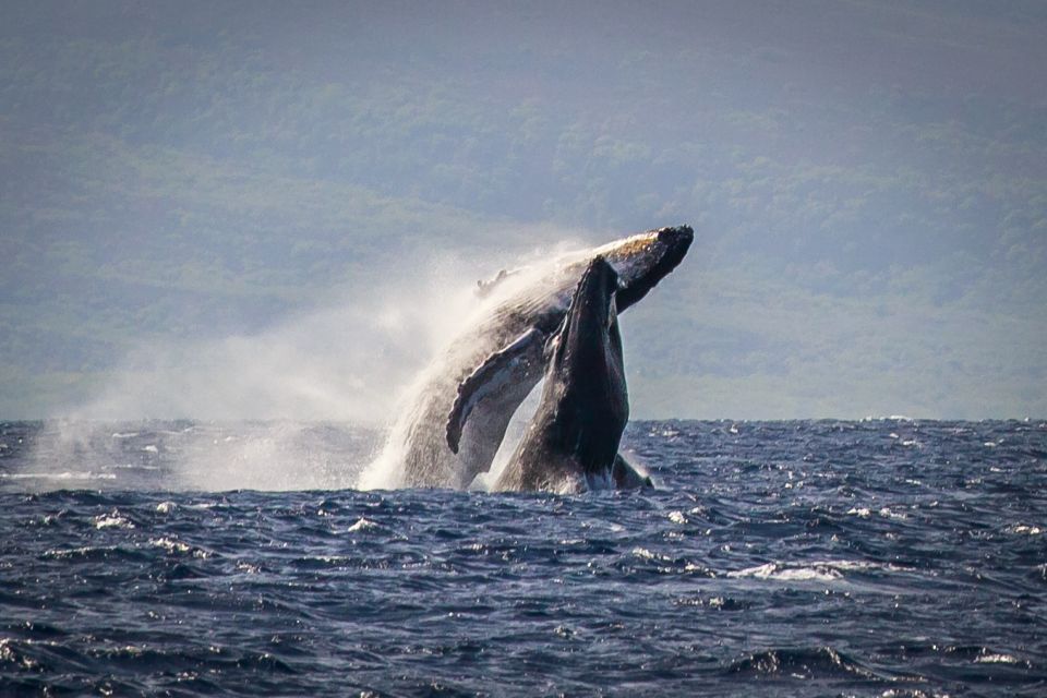 Kaanapali: Whale Watching Cruise with Open Bar - When humpbacks are most likely: timing your Kaanapali cruise (Dec–Apr)