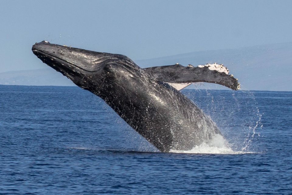 Kaanapali: Whale Watching Cruise with Open Bar - Comfort, crowd level, and what to bring (so you enjoy the full two hours)