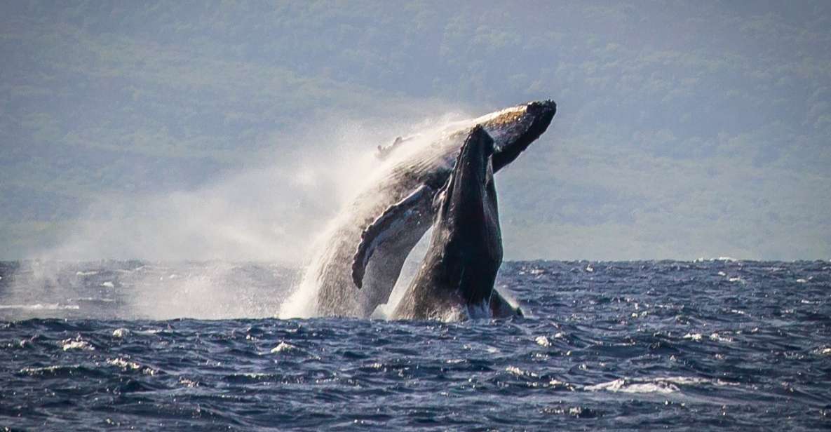 Kaanapali: Whale Watching Cruise with Open Bar - Meeting Sea Maui at Whaler’s Village: quick logistics that save stress