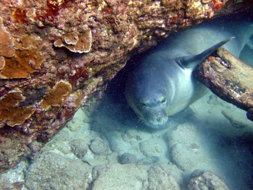 Kayak and Snorkel West Maui at Olowalu - Kayaking in West Maui: the calm setup that makes snorkeling easier
