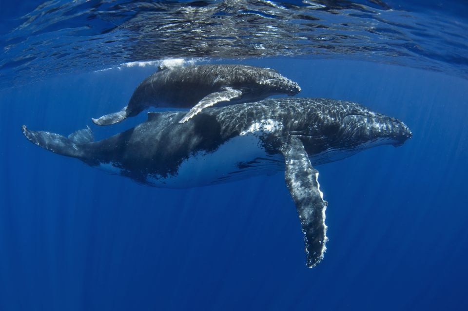 Kayak and Snorkel West Maui at Olowalu - Humpback whales season and the hydrophone whale songs moment