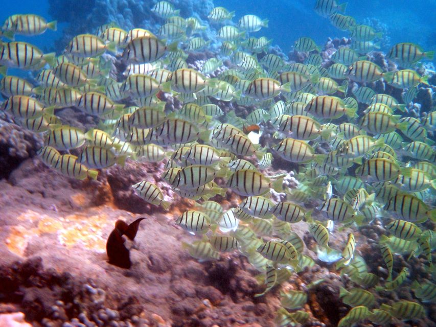 Kayak and Snorkel West Maui at Olowalu - What the guide actually adds (and why guide Wes pops up)
